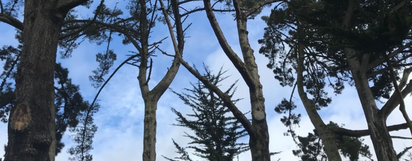 Winter trees on the SF State campus