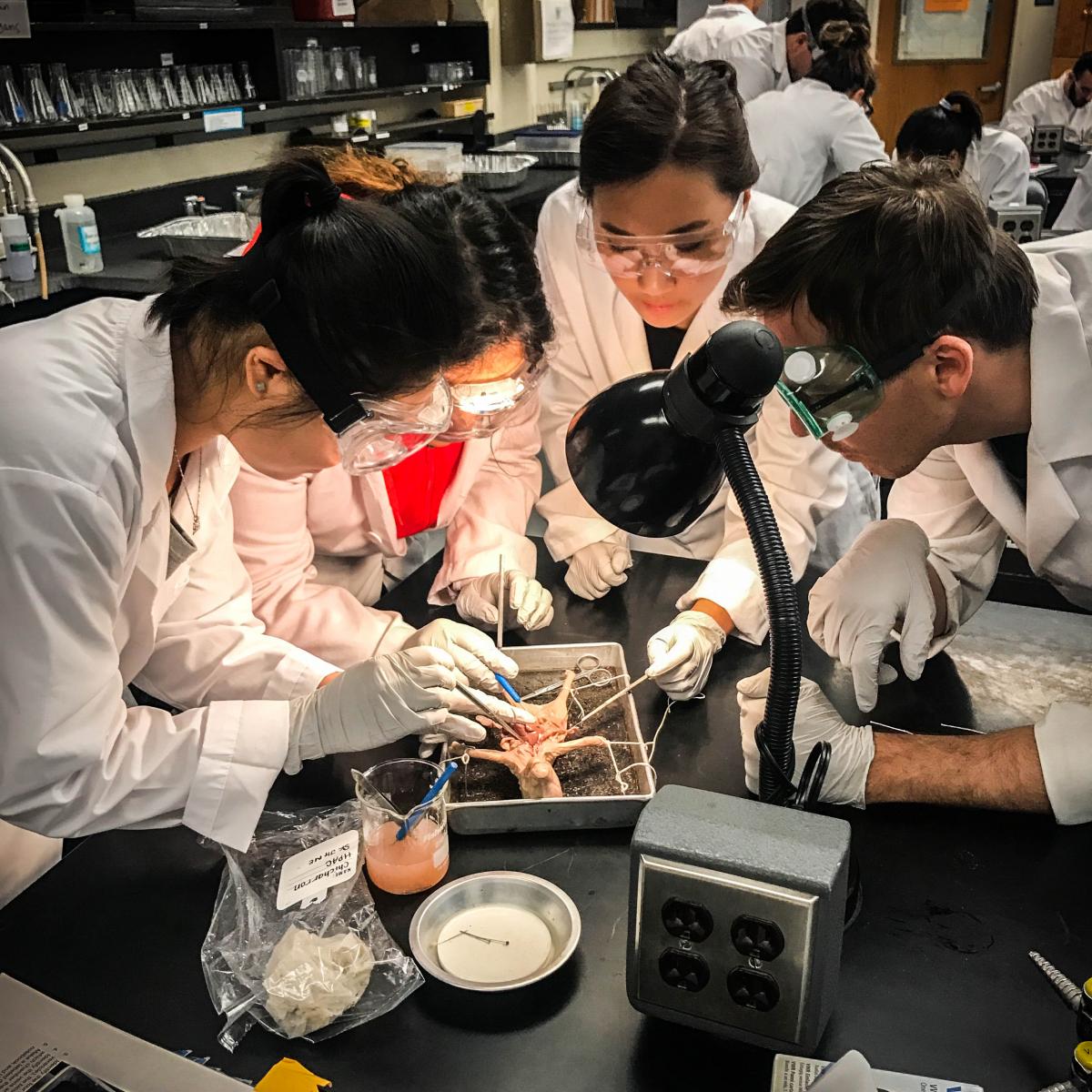 Pre-Health students in lab