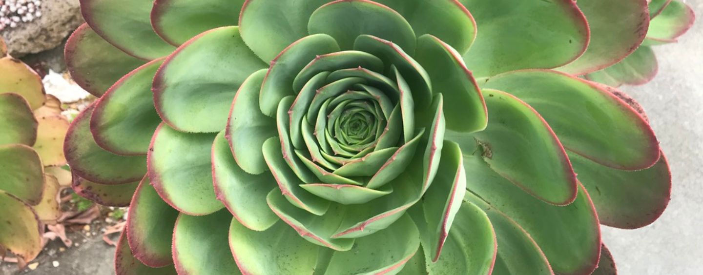 Close-up on a succulent plant