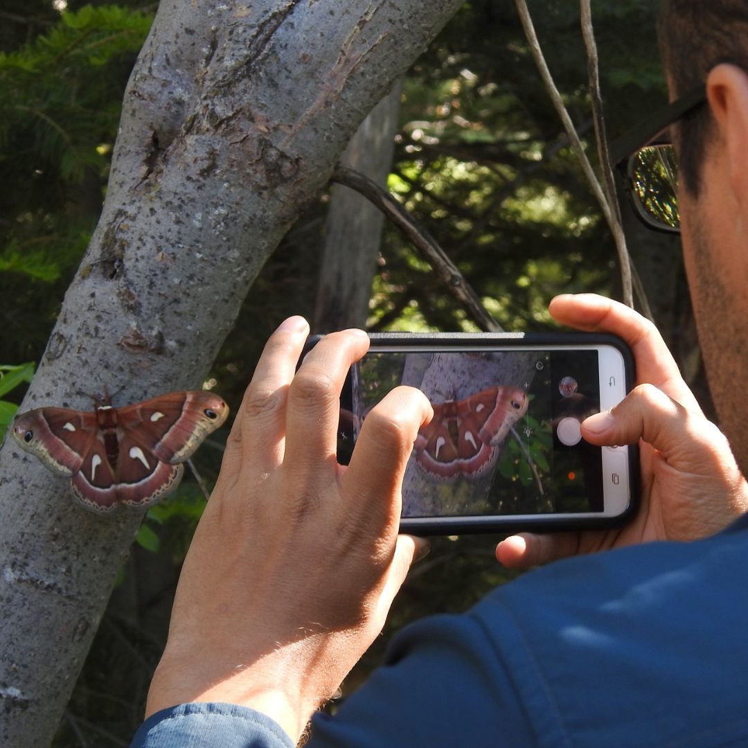 Student takes a photo of a butterfly with his phone