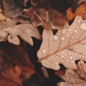 Brown fall leaves with raindrops