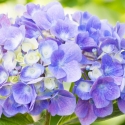 Purple hydrangea on campus