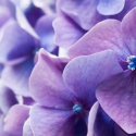 Purple hydrangea close-up