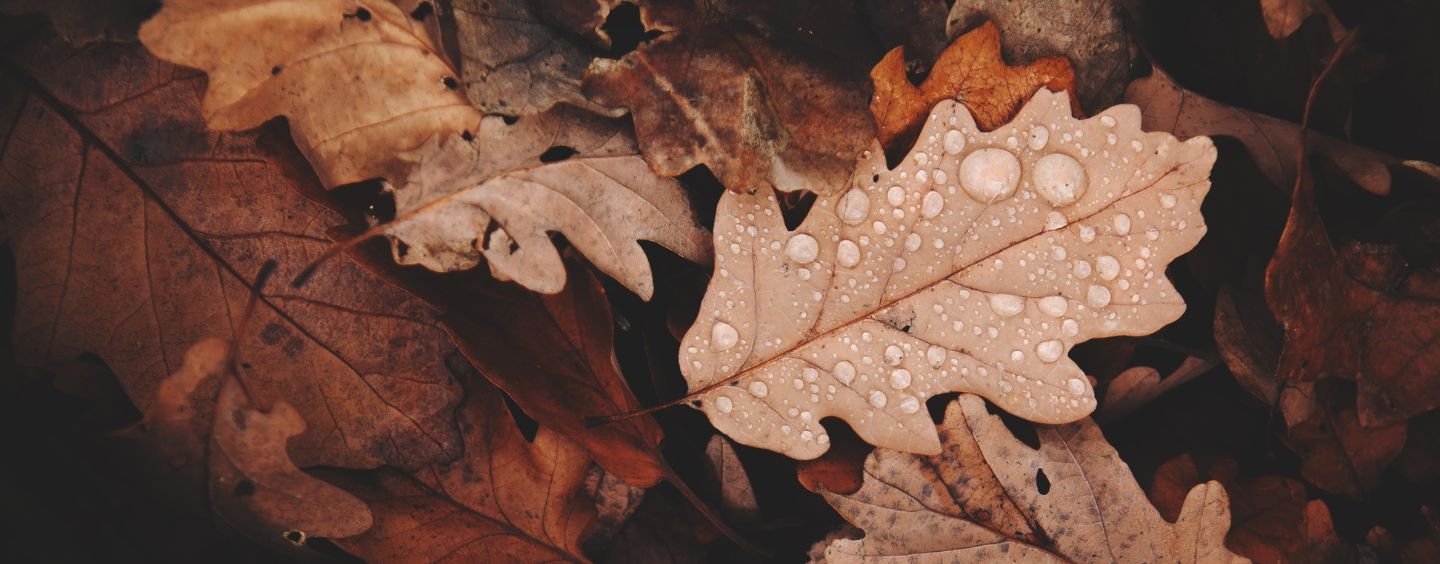 Brown fall leaves with raindrops