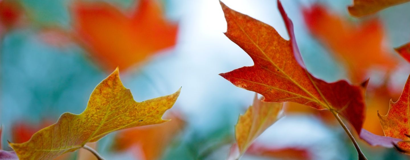 Gold and orange fall leaves