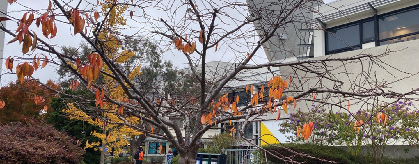 Sparse orange fall leaves on a tree outside the student center