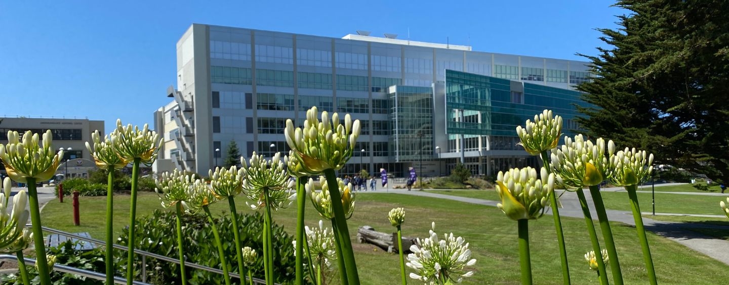 Library with flowers in the foreground