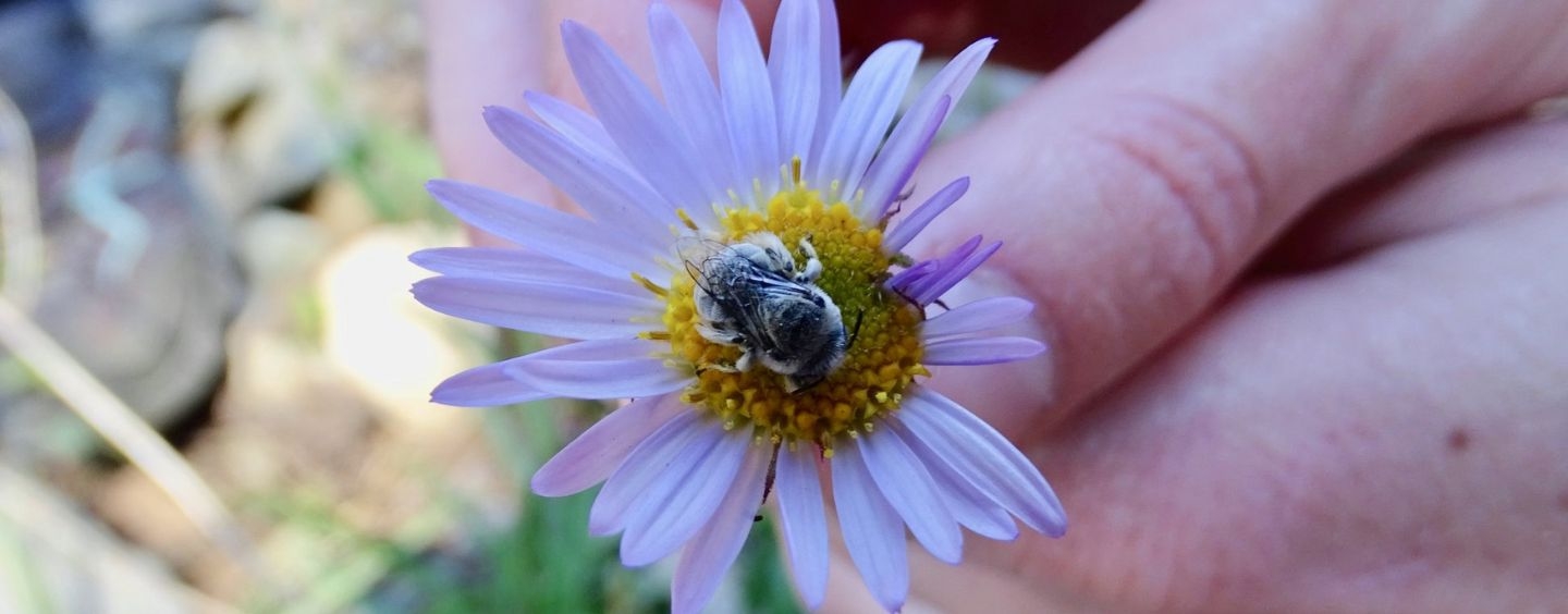 A bee on a flower, held by the stem