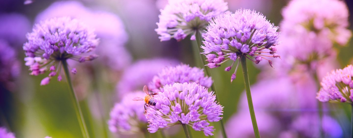 Purple alliums