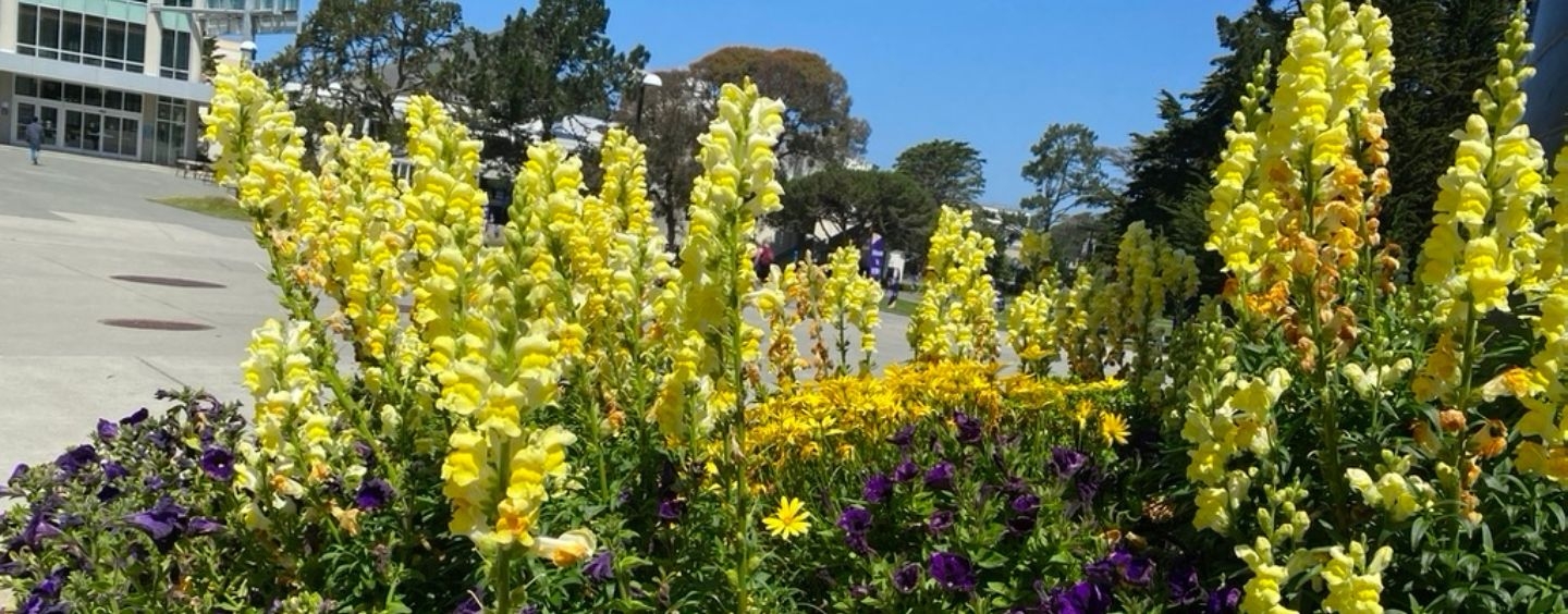 Yellow flowers on campus