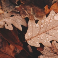 Brown fall leaves with raindrops