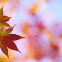 Fall maple leaves