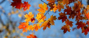 Sun illuminates fall maple leaves